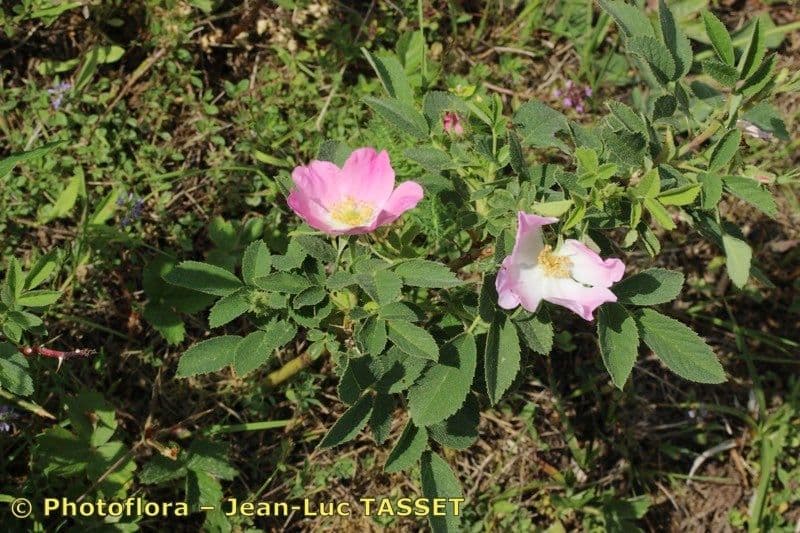 Weiche Rose 13