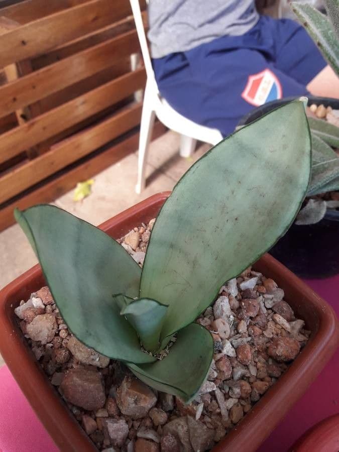 Agave 9