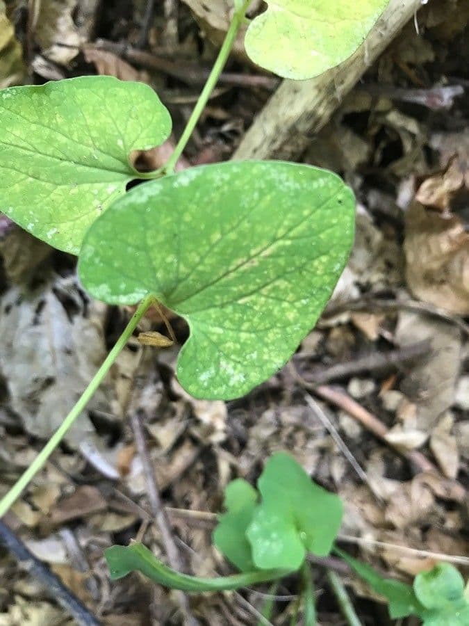Aristolochia 10