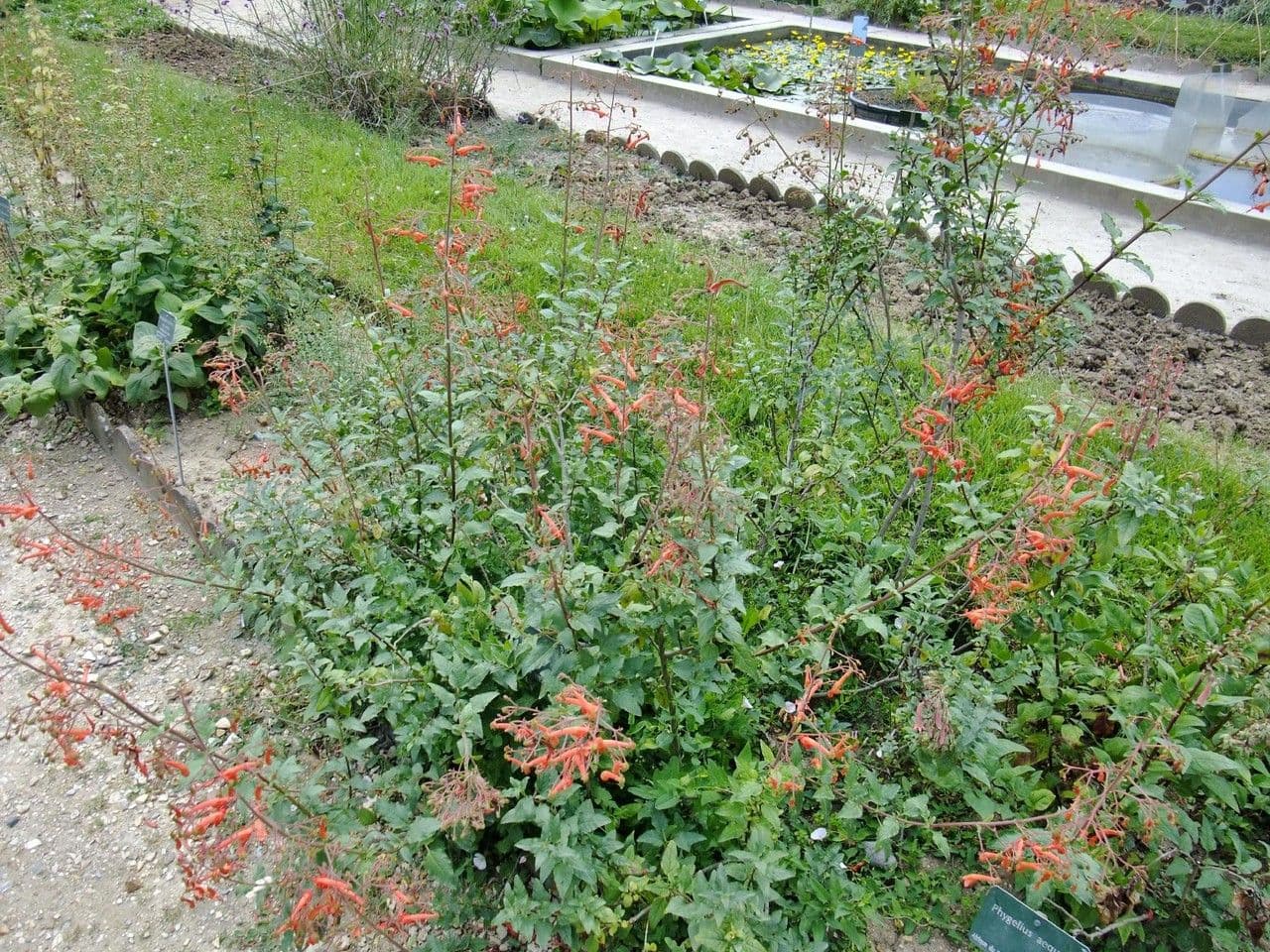 Phygelius 8