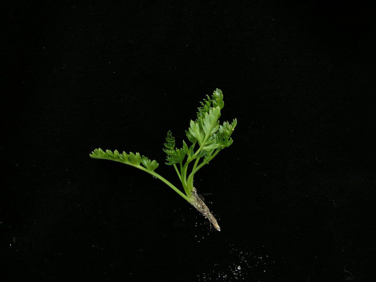 Cortiella 5