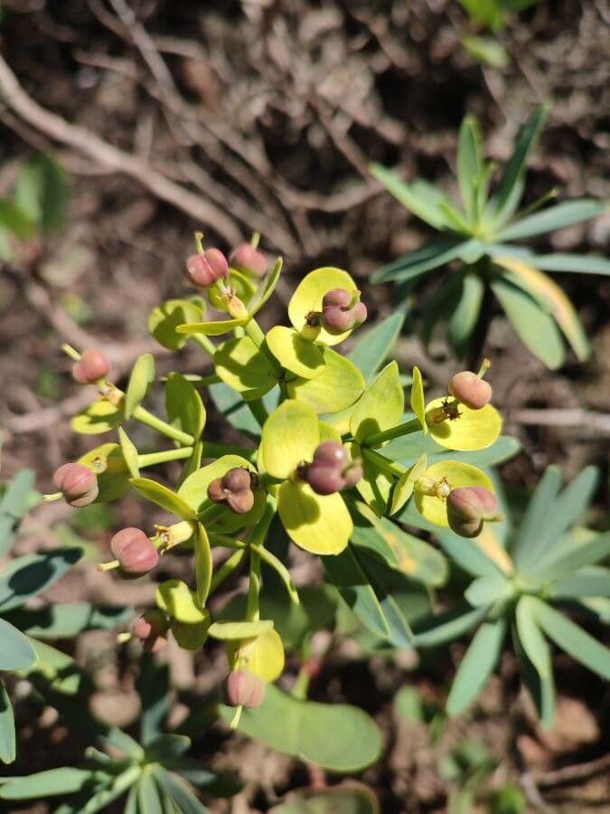 Balsam-Wolfsmilch 2