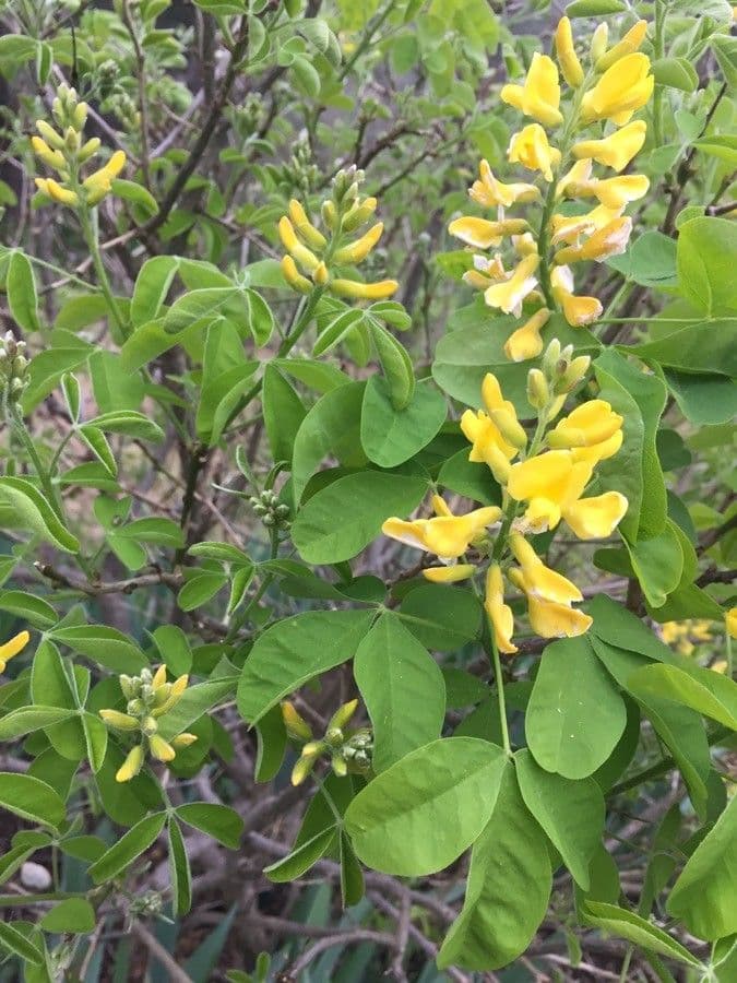 Petteria 5