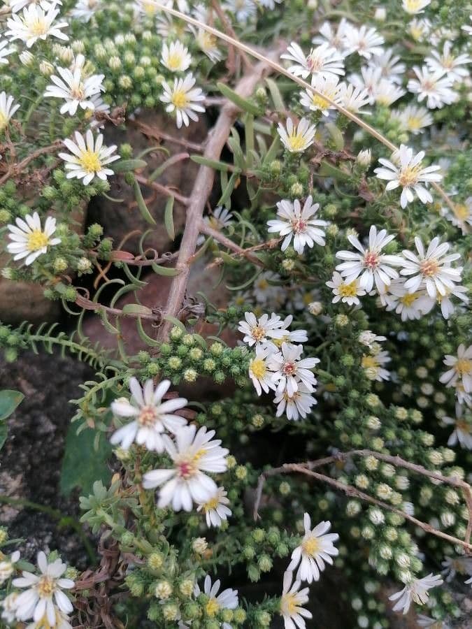 Heide-Herbst-Aster 16