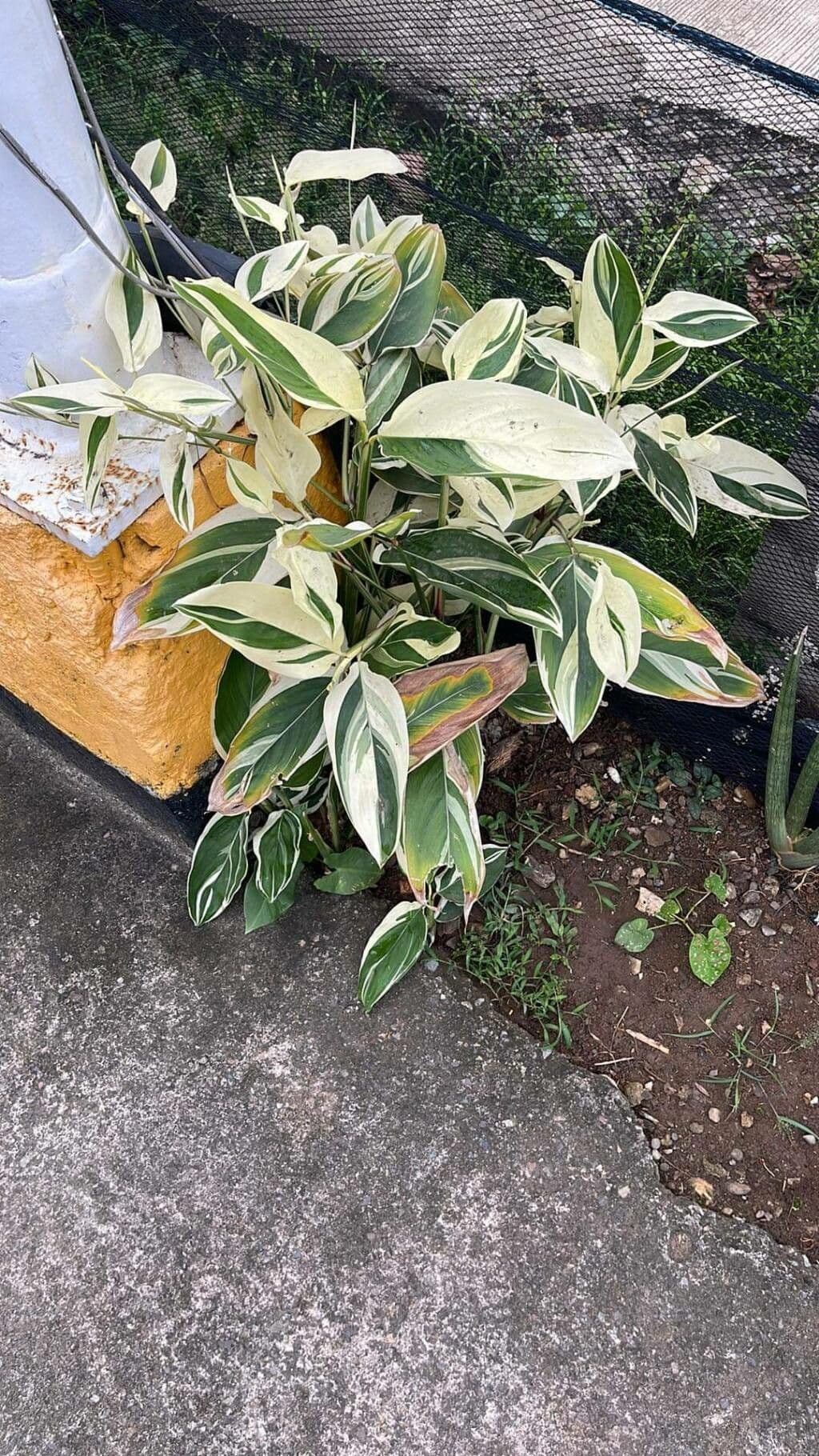 Maranta 15