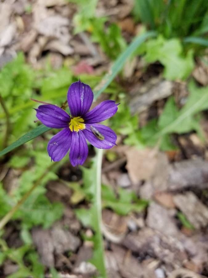 Schmalblättriges Blauaugengras 7