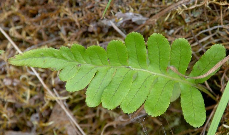Polypodium occidentale 5