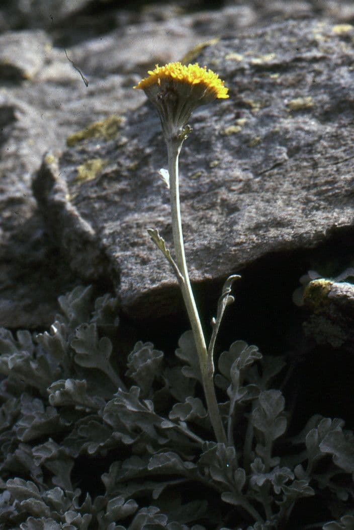 Senecio leucofillo 7