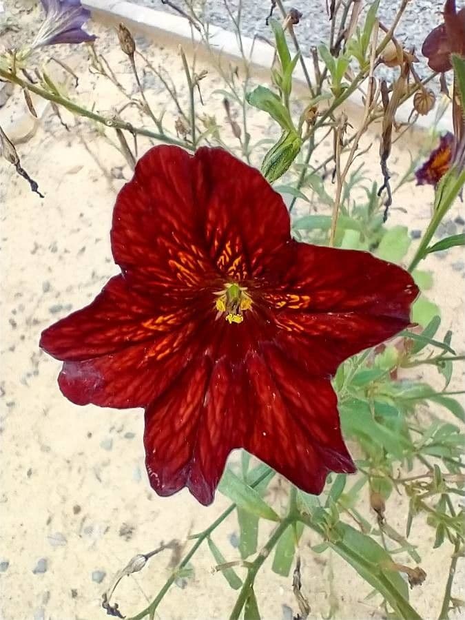Salpiglossis 5