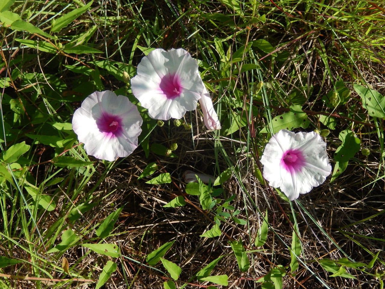 Ipomoea 3