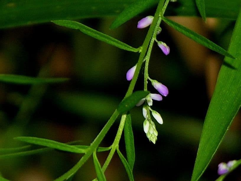 Poligala paniculata 20