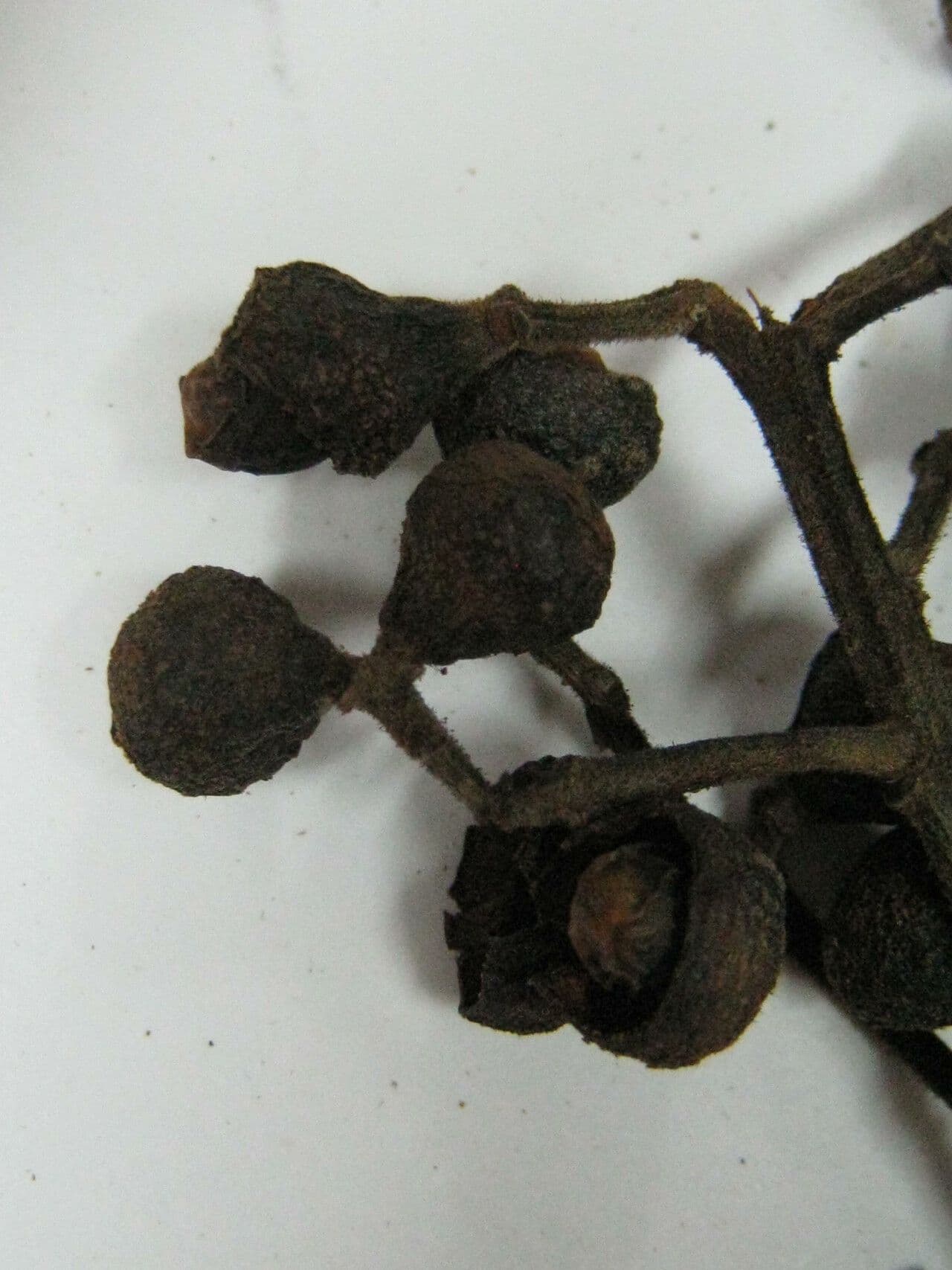 Ocotea glomerata 8