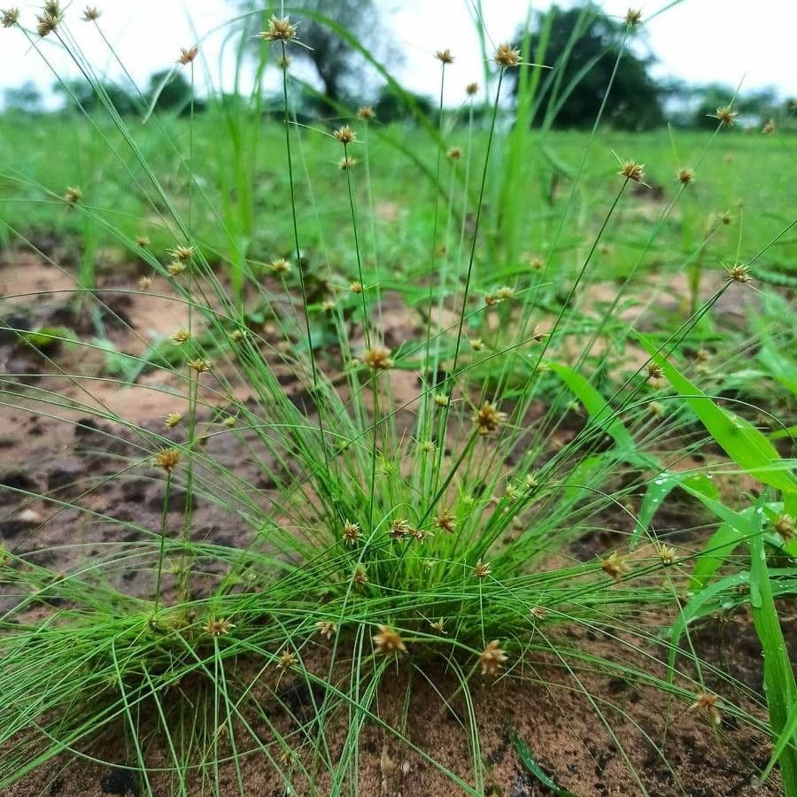 Bulbostylis barbata 4