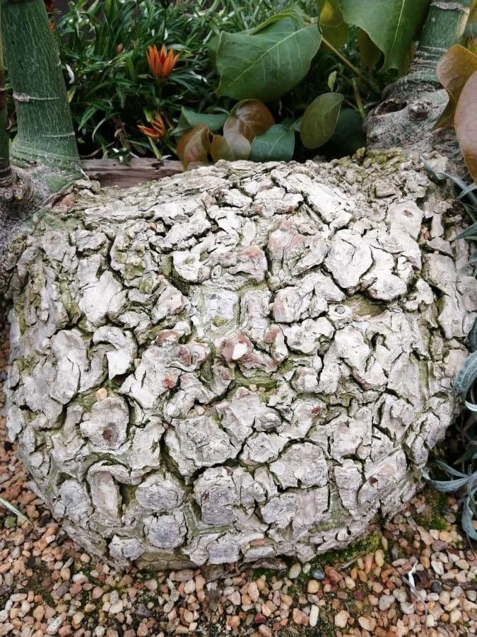 Pseudobombax ellipticum 23