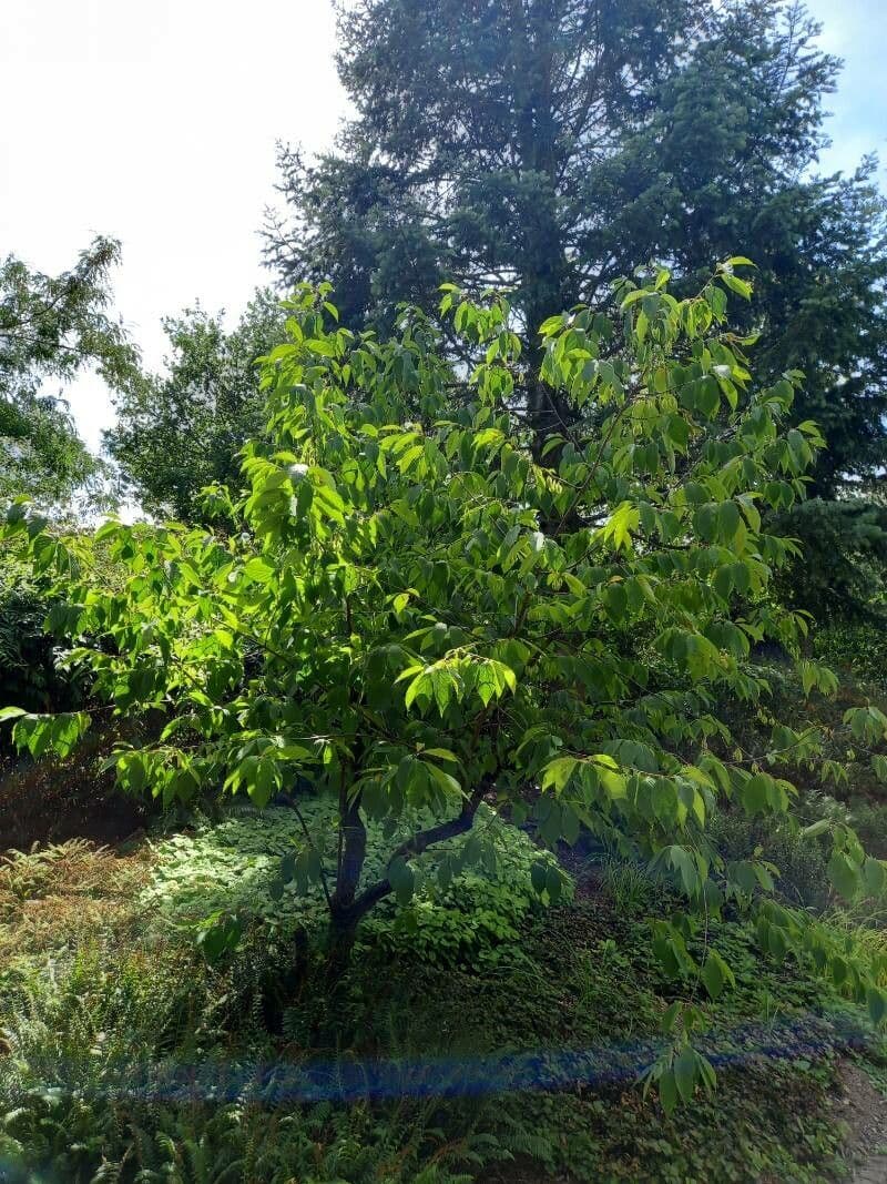 Karolinischer Schneeballbaum 13