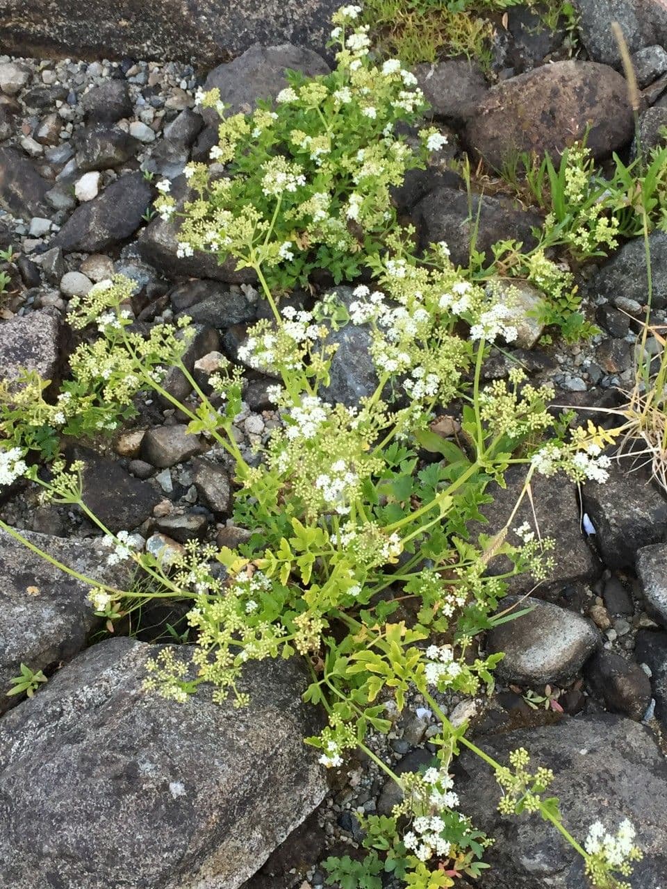 Prostrate marshwort 5