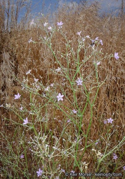 Saltugilia 8