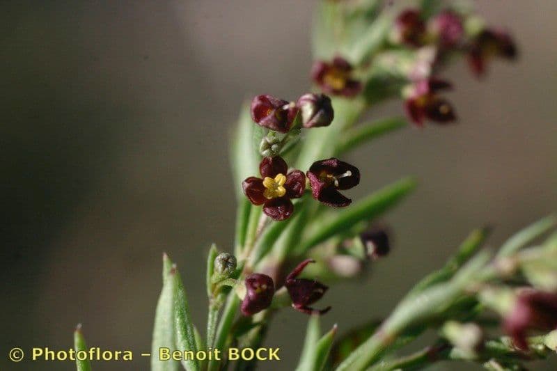 Asperula purpurea