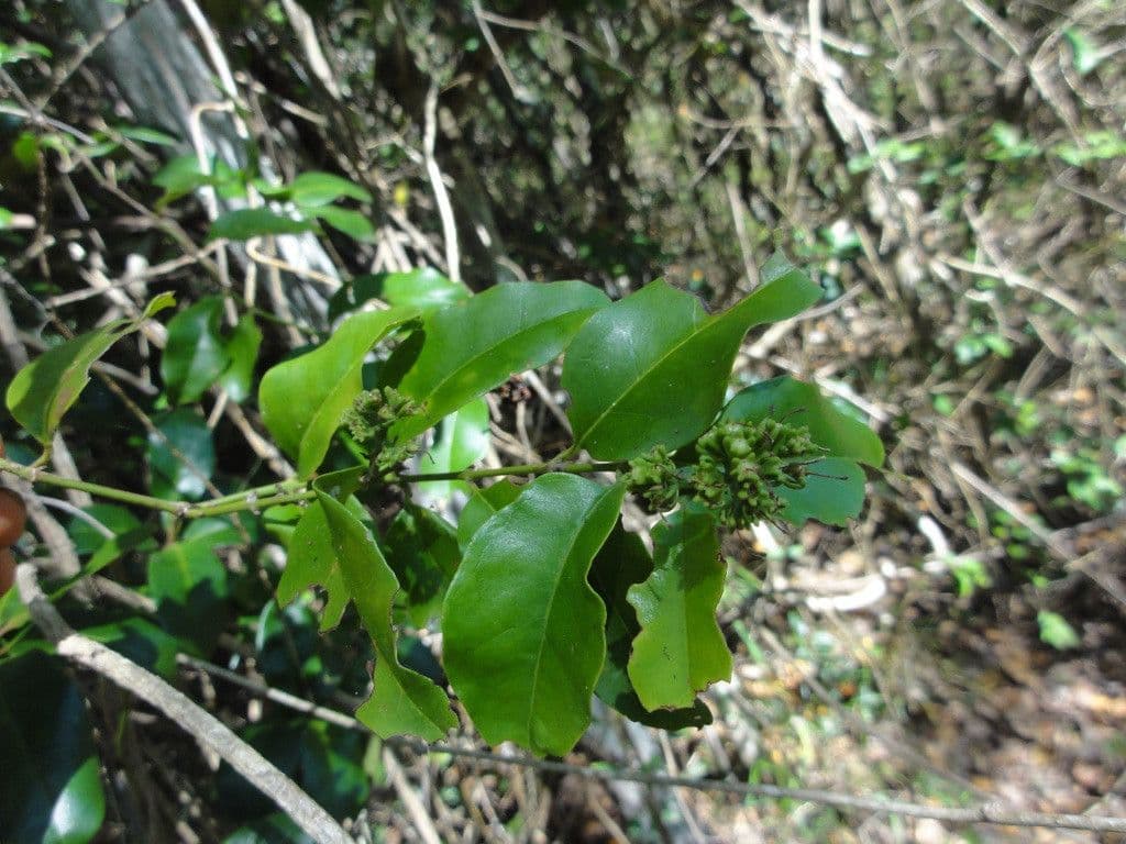Jasmin