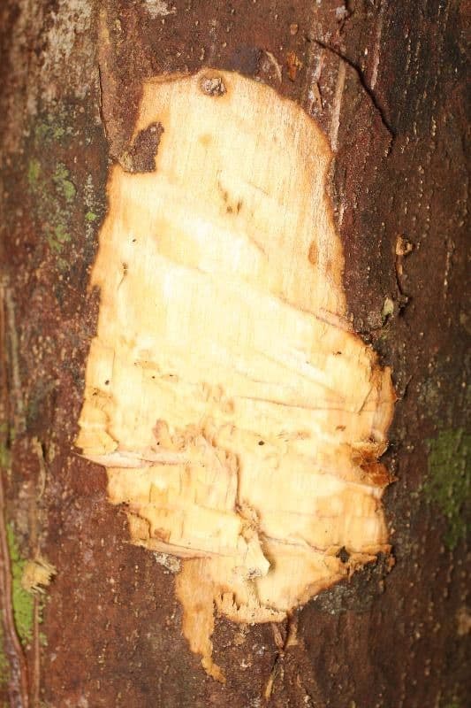 Kleinblütige Eschweilera 20