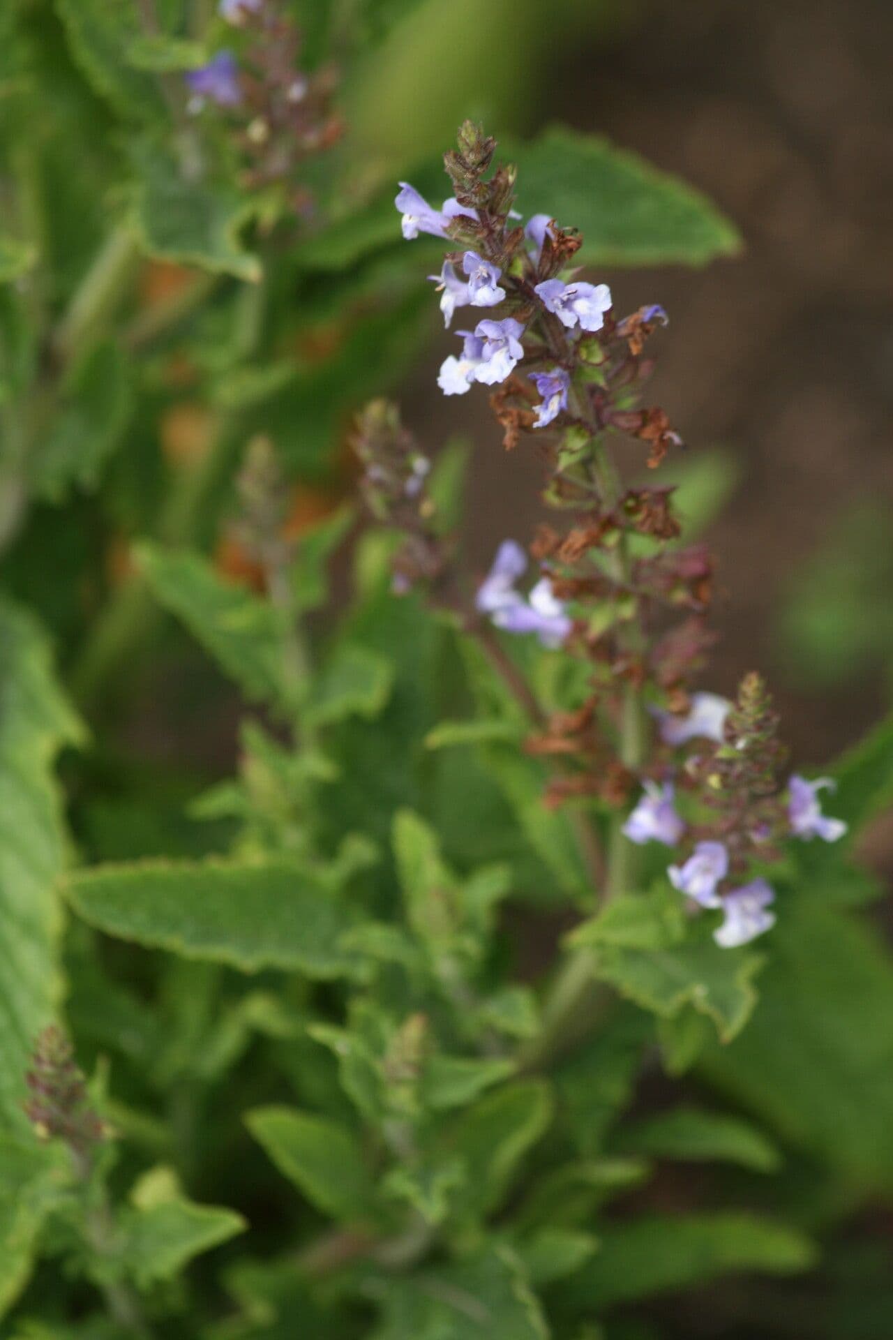 Salbei