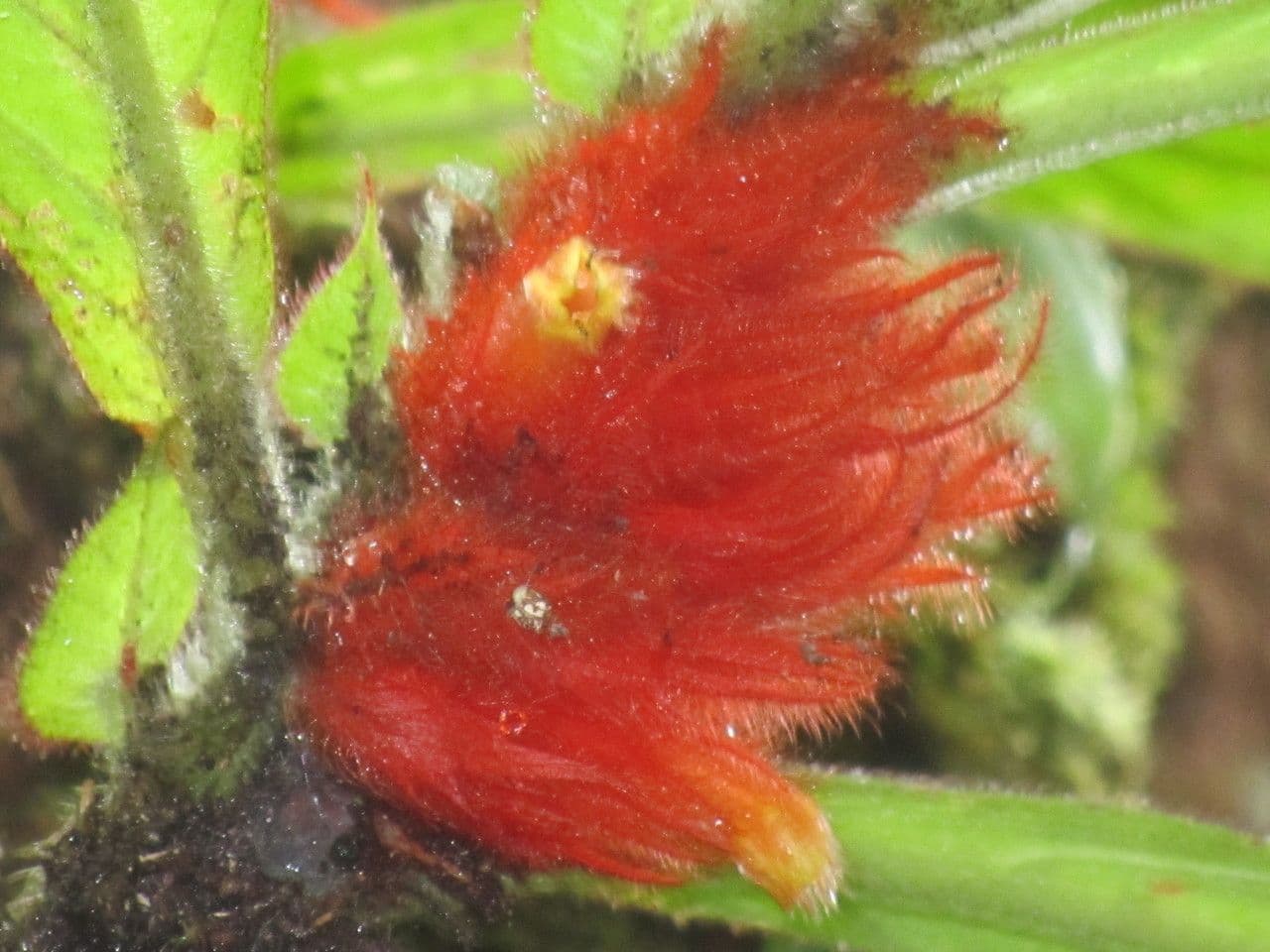 Columnea 4