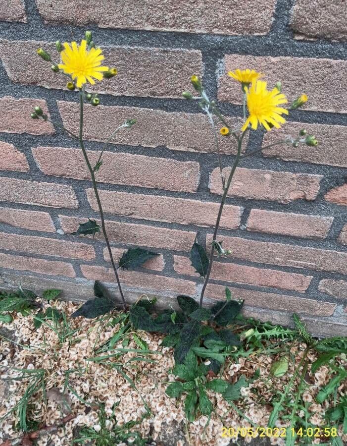 Fleckige Habichtskraute 11