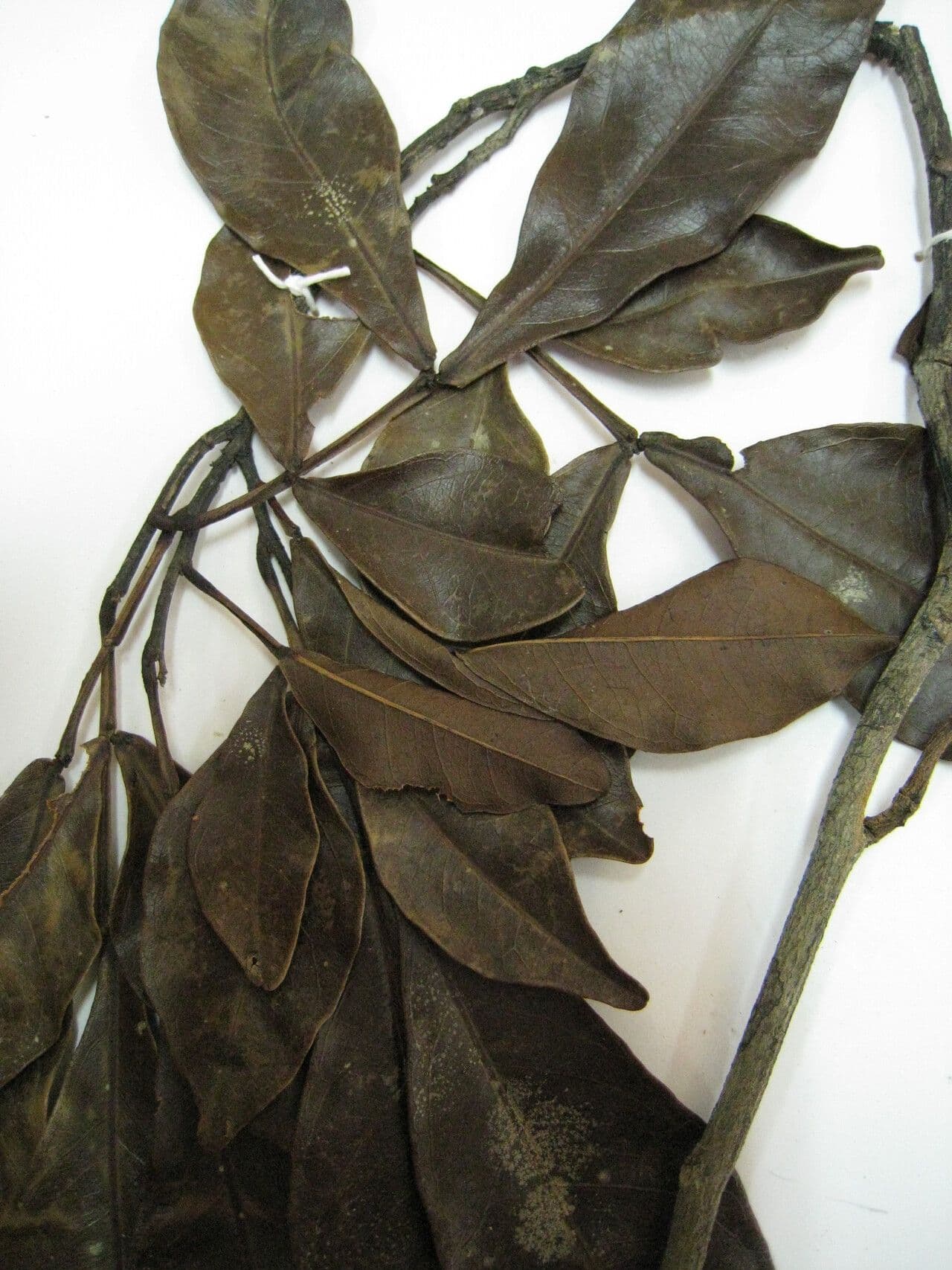 Chamaecrista 6