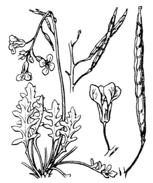 Brassica repanda 22