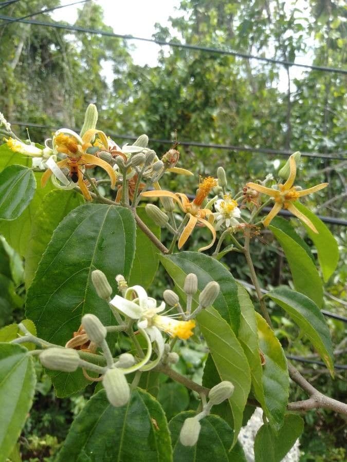 Grewia 2