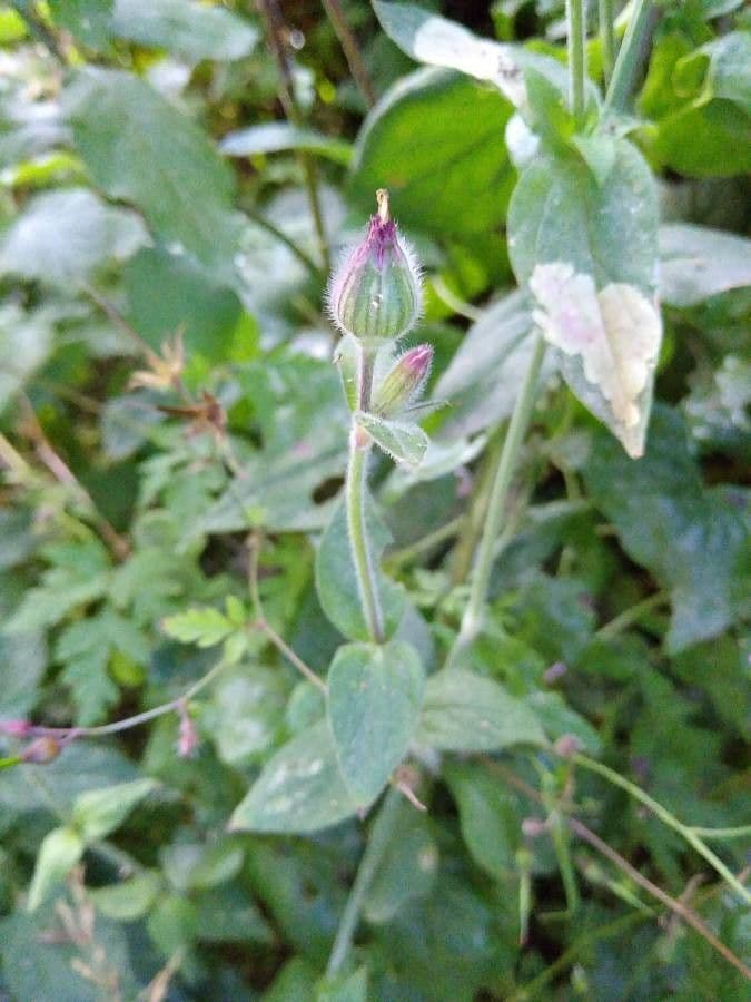 Silene dioica 29