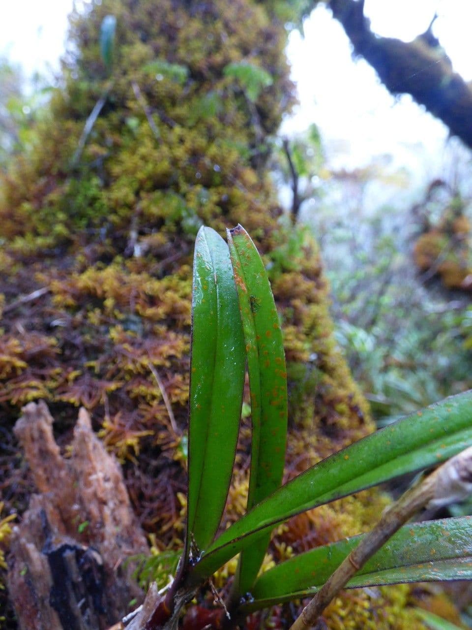 Bulbophyllum 17
