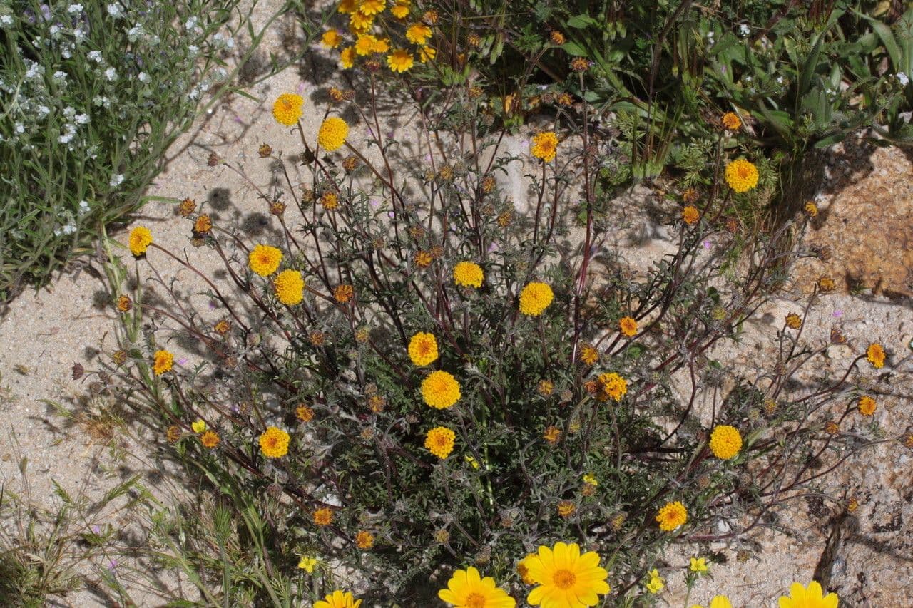 Chaenactis glabriuscula 15
