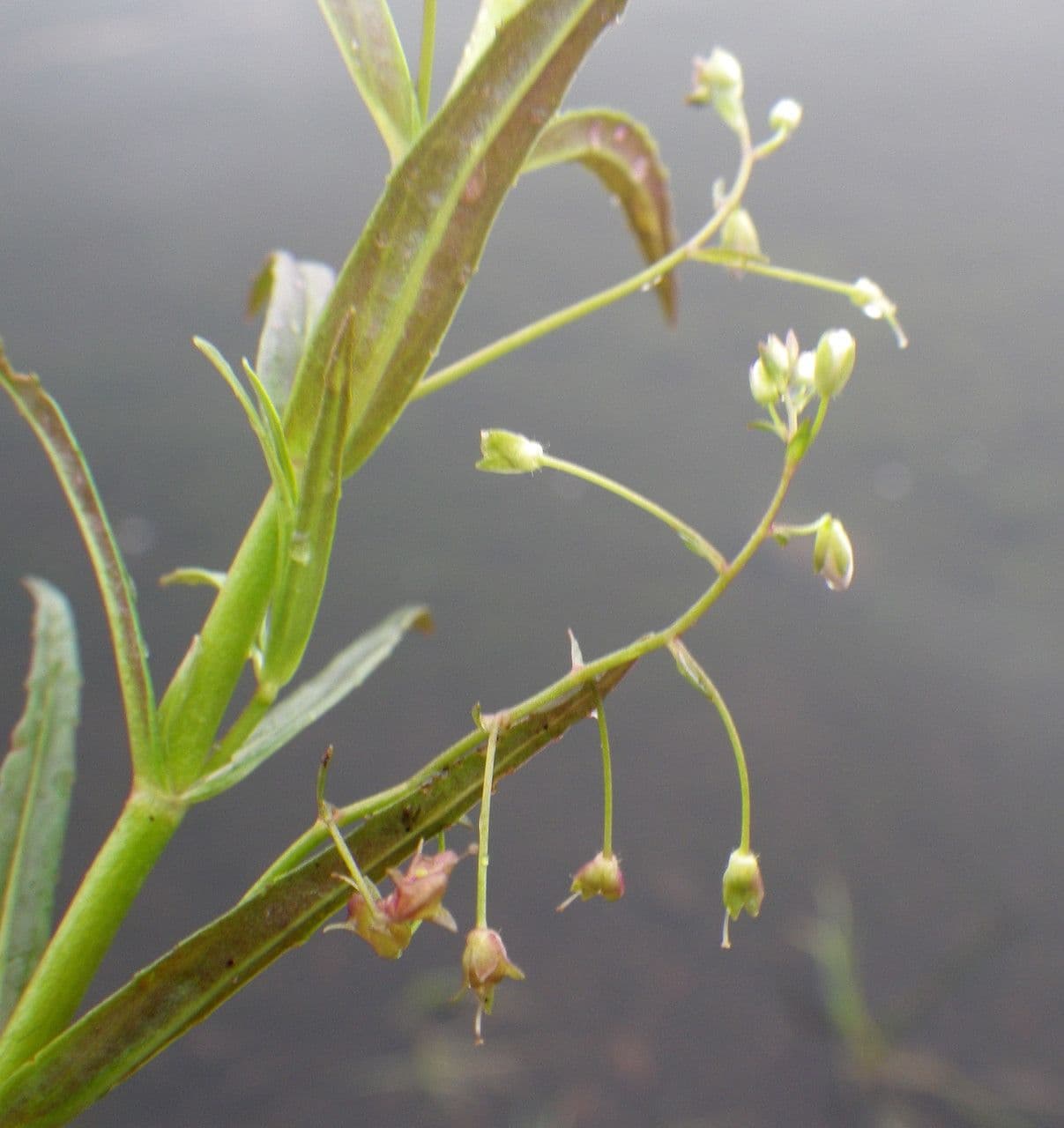 Veronica scudata 4
