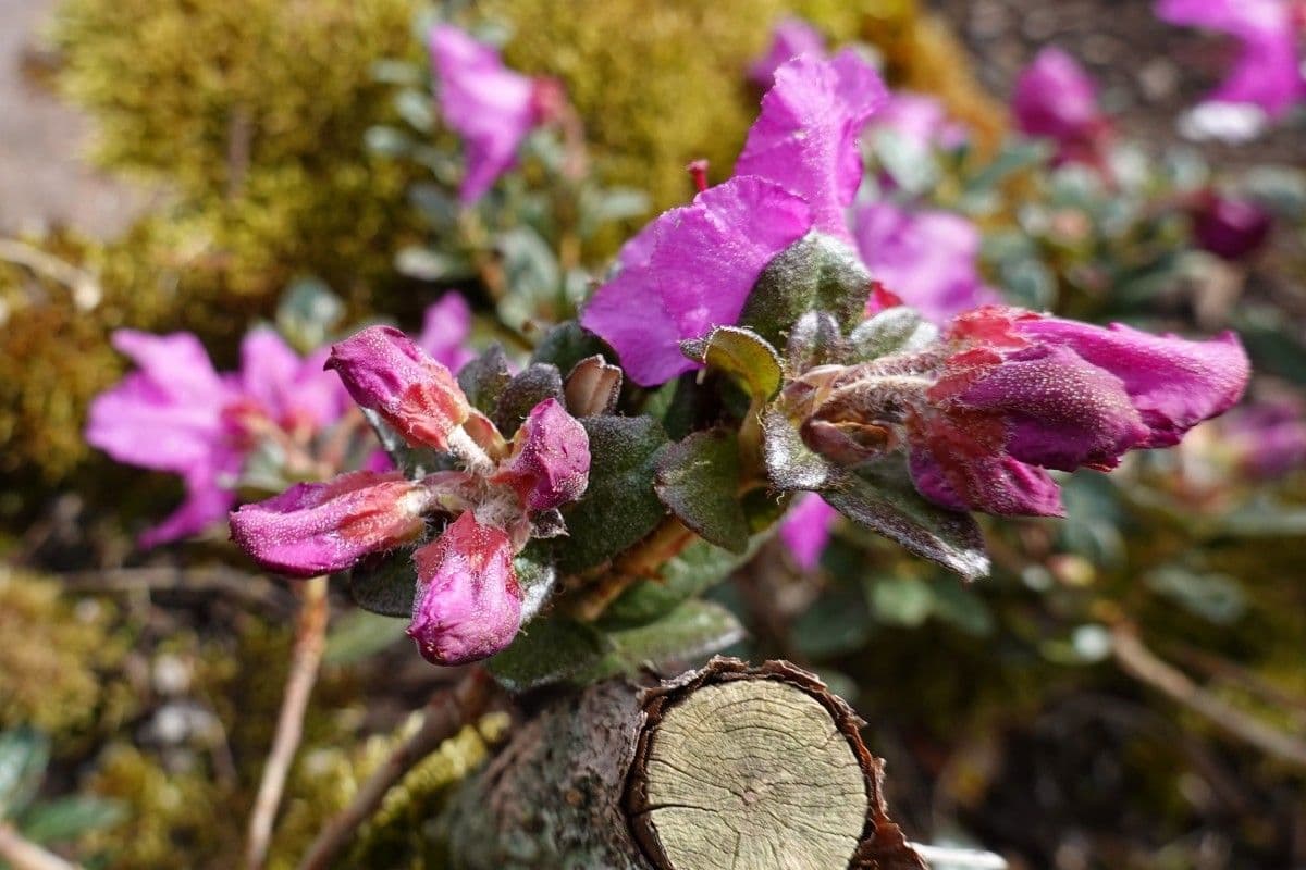 Rododendro del Salween 21