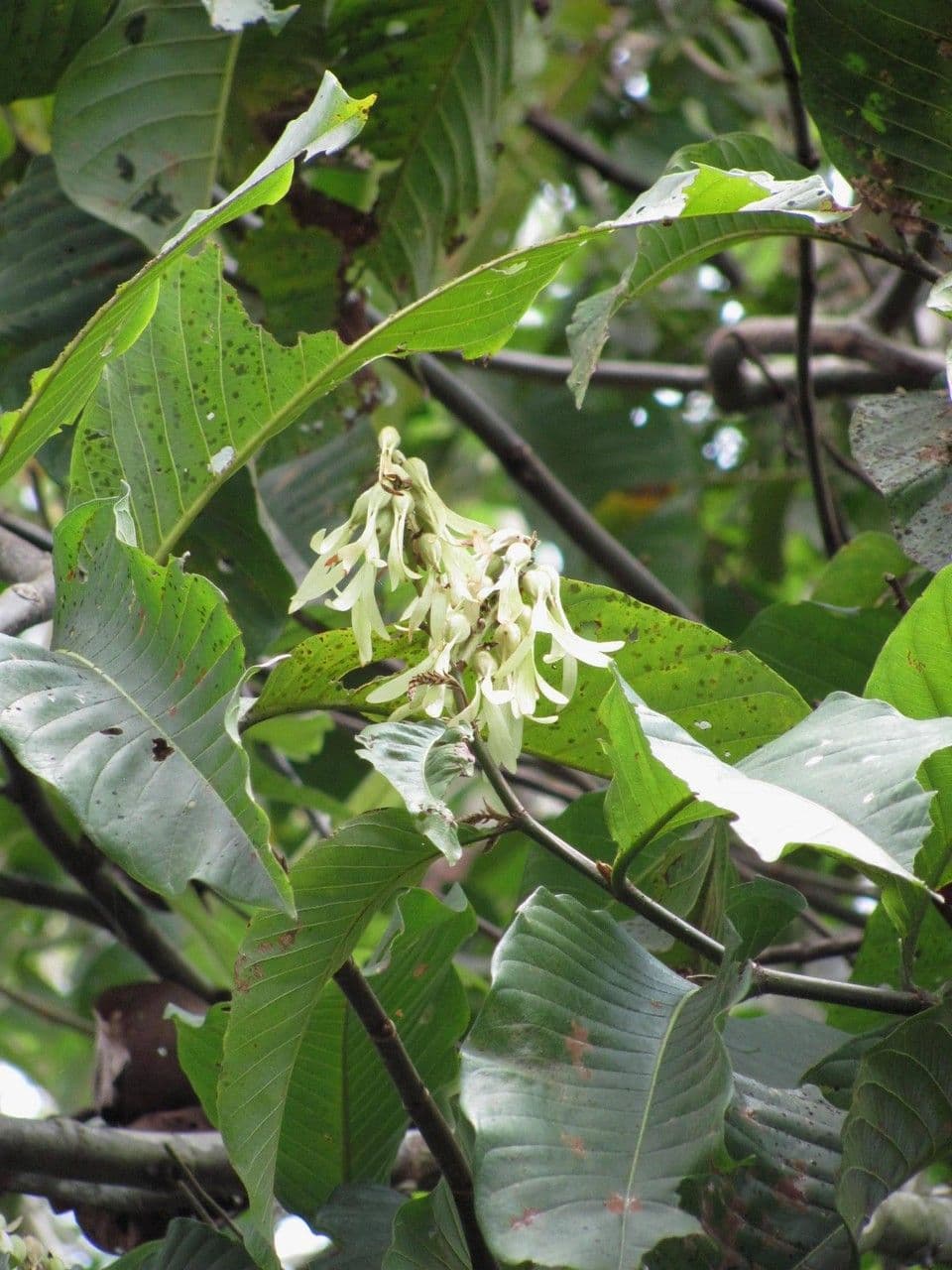 Triplaris 11