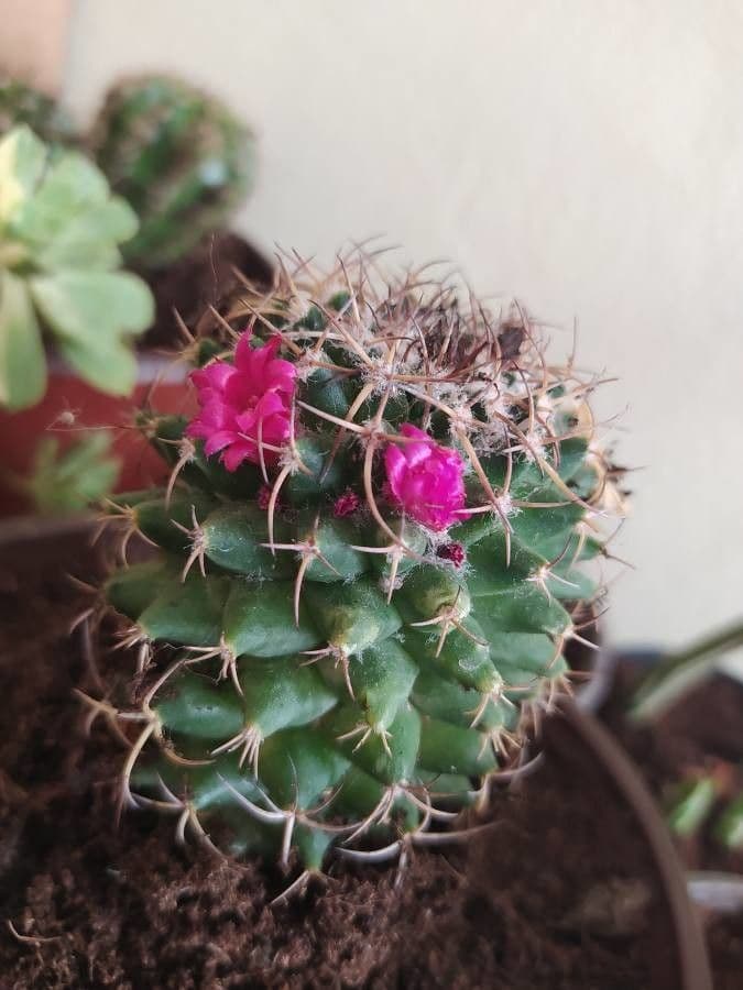 Mammillaria 4