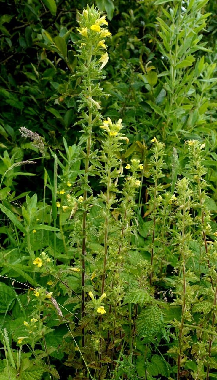 Speronella viscosa 13