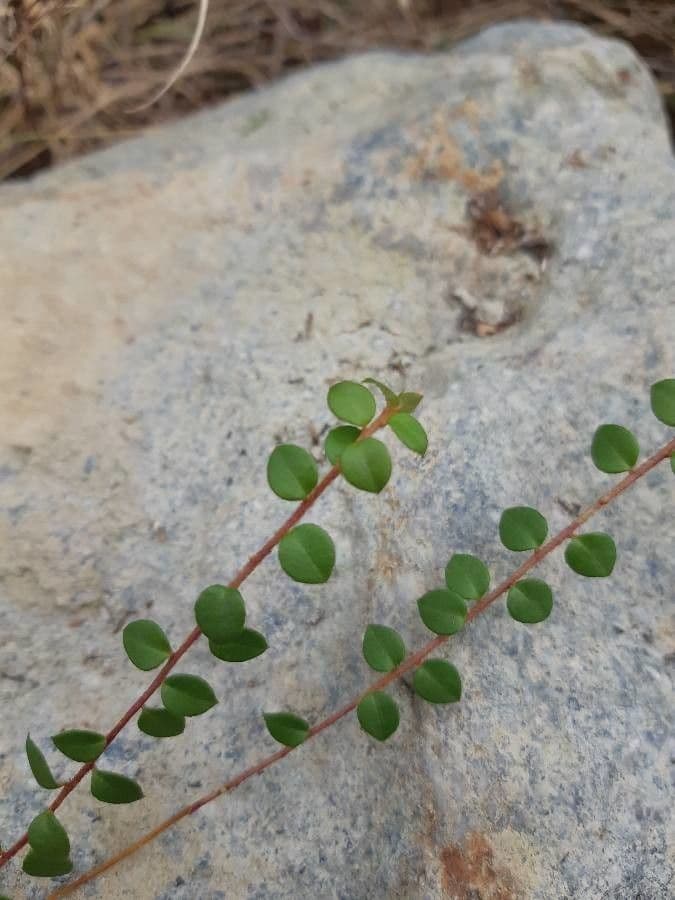 Gaultheria 14