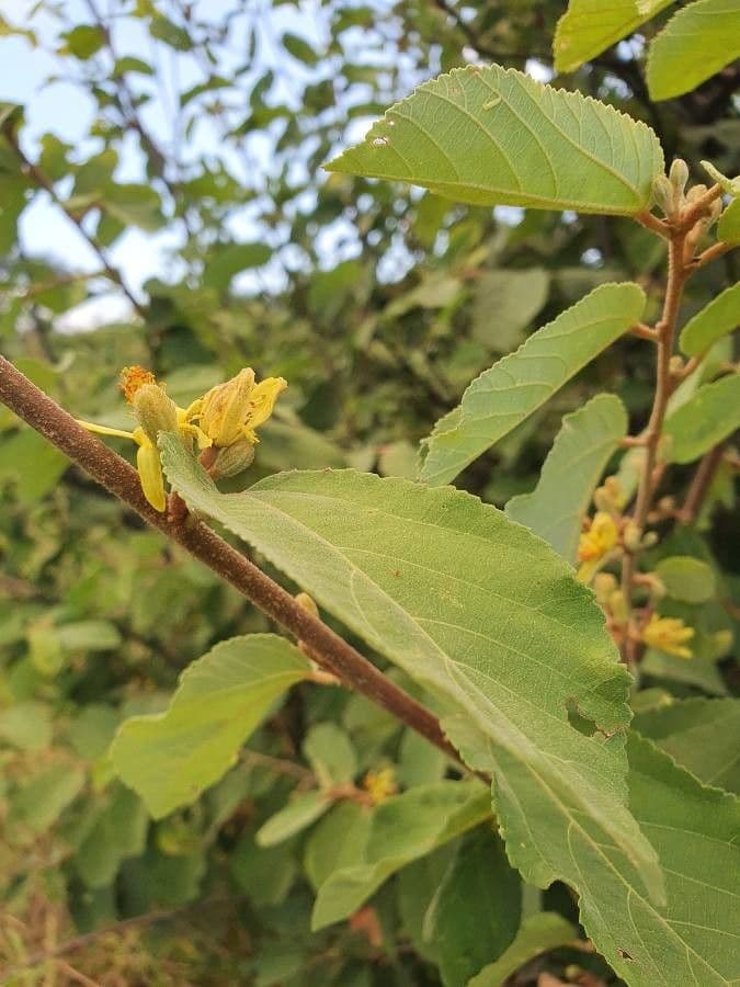 Grewia 7