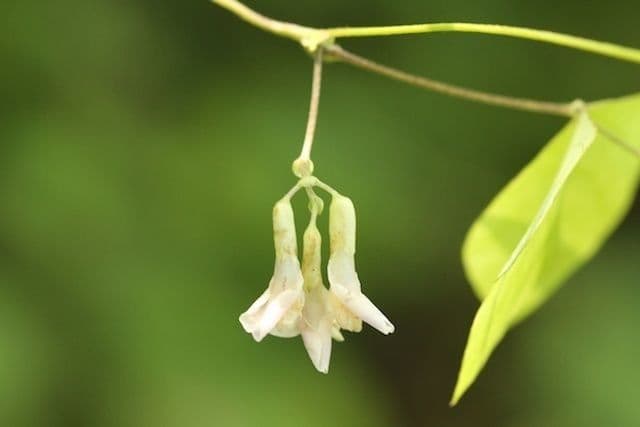 Amphicarpaea bracteata 5
