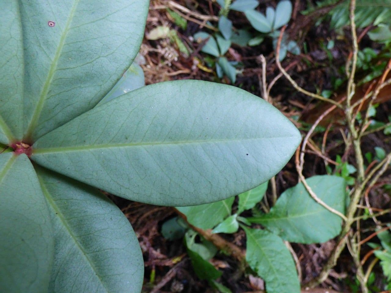 Badula 5