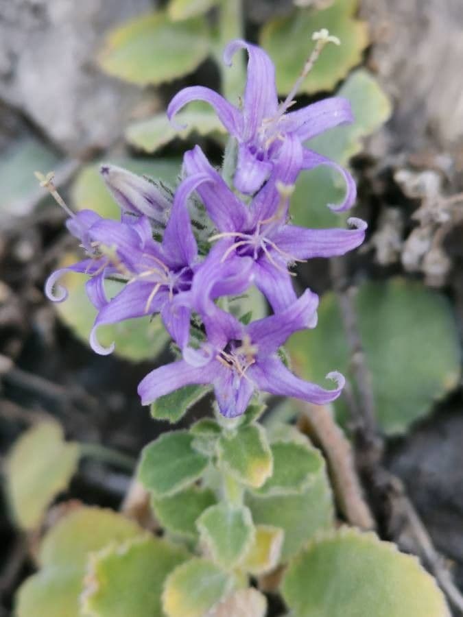 Campanula 2