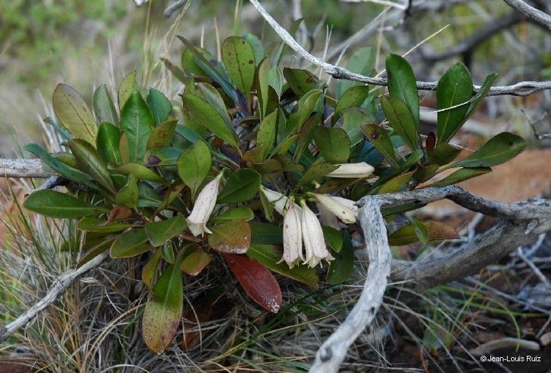 Thiollierea 3