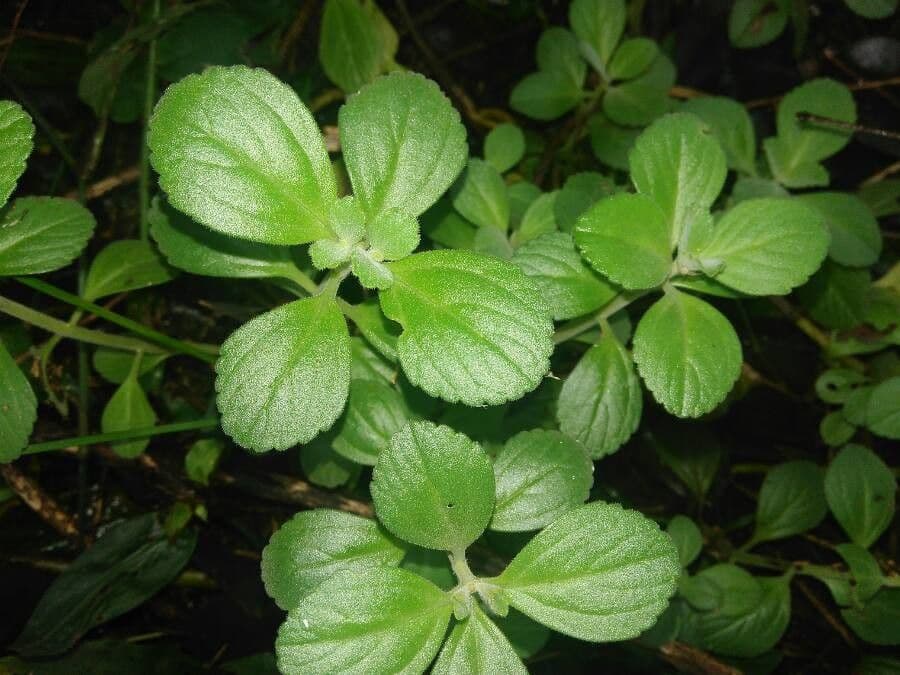 Cuban-oregano 18