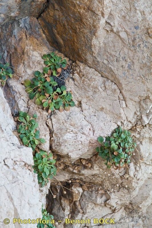 Dickblättriges Gänseblümchen 5