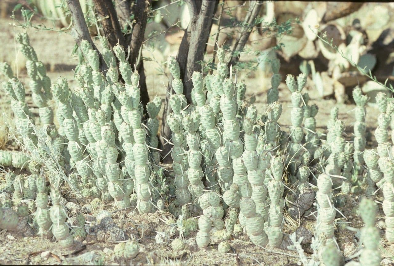 Maihueniopsis