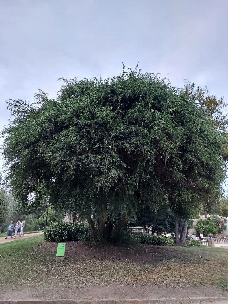 Bursaria spinosa 10