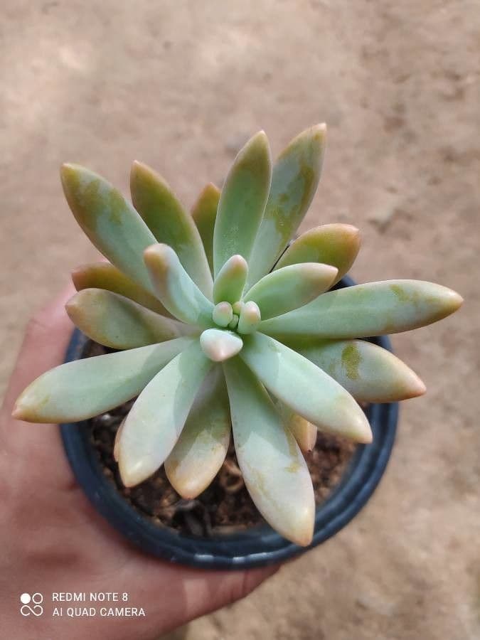 Dudleya di Greene 15