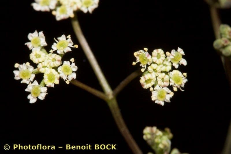 Stoibrax dichotomum 12